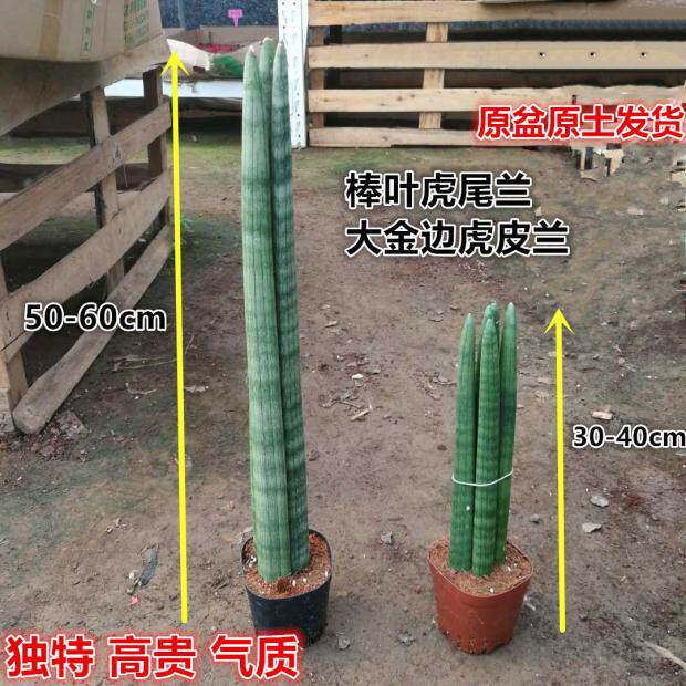 棒叶虎尾兰盆栽佛前香植物大金边虎皮兰室内桌面绿植盆景圆小佛手