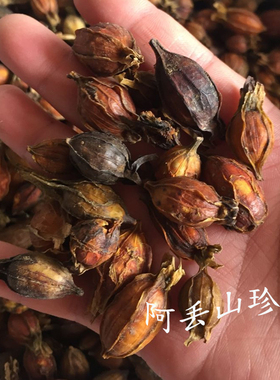 广西金秀大瑶山传统滋补品其他农家土特产黄杞子一斤包邮干货食材