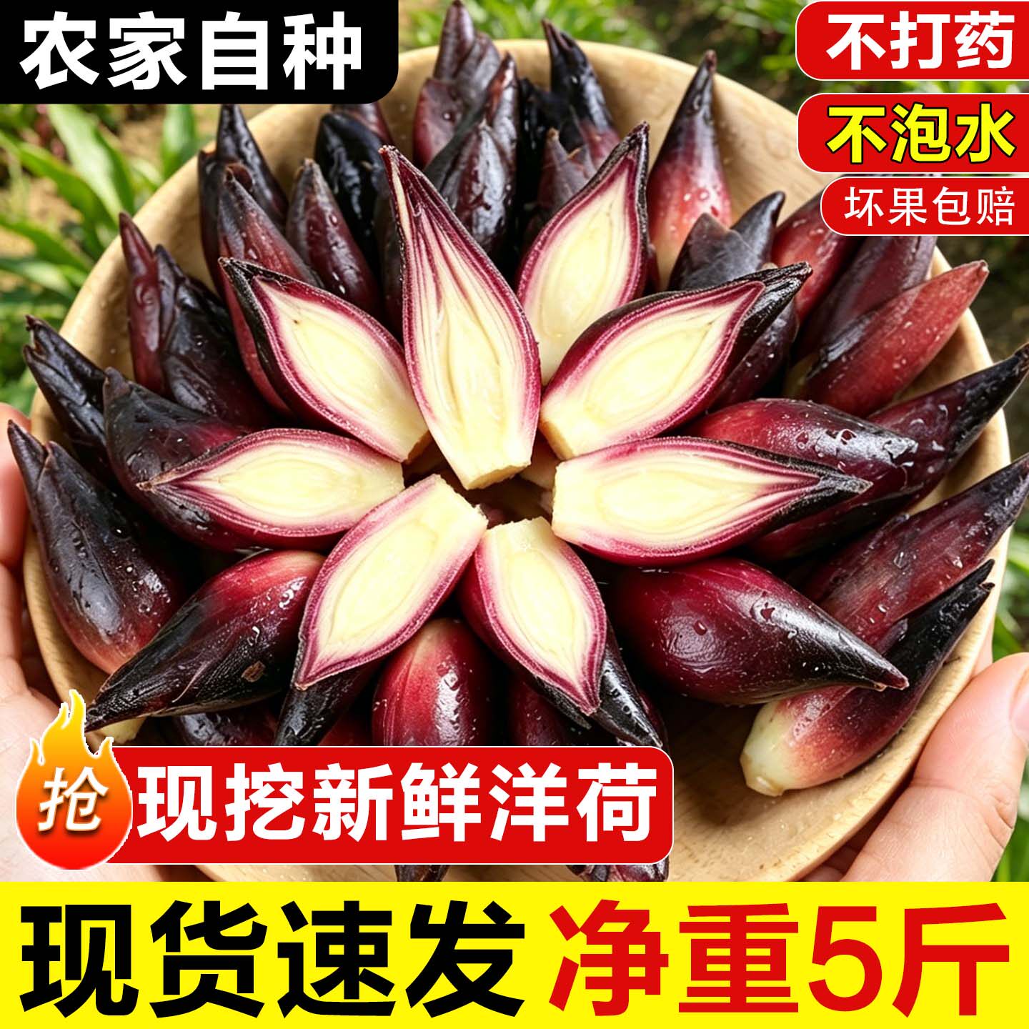 【顺丰包邮】新鲜阳荷姜当天采摘