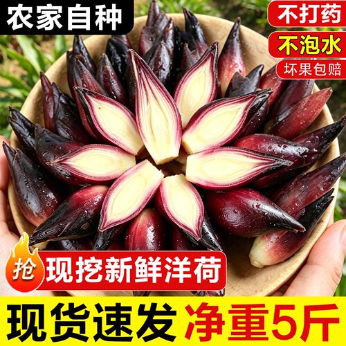 【顺丰包邮】新鲜阳荷姜当天采摘