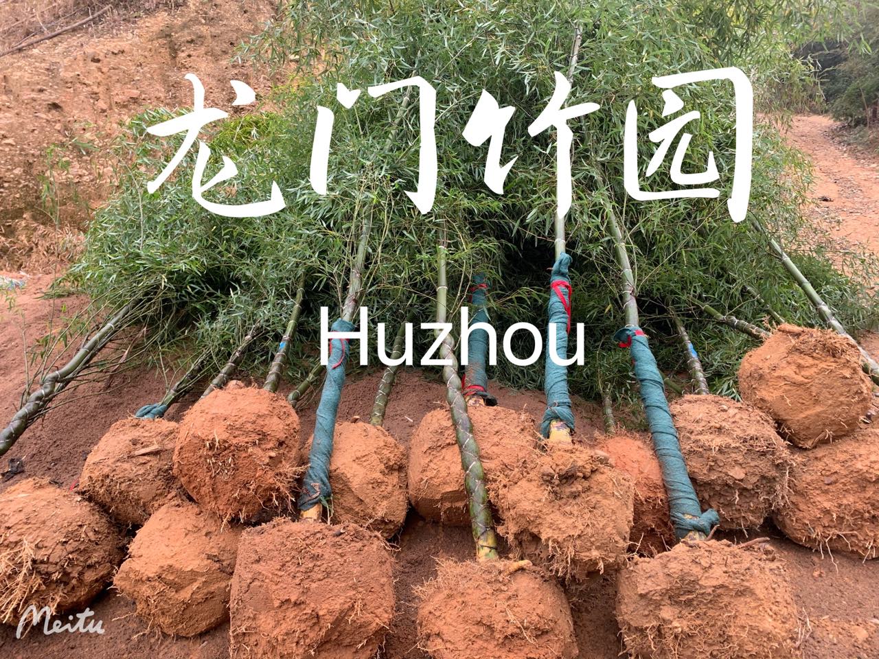 观赏竹 龟甲竹 人面竹 长寿竹 移栽苗 庭院绿化植物 绿化苗木