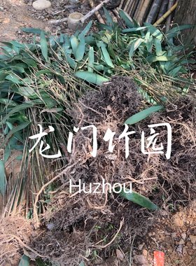 箬竹庭院绿化四季常绿植物