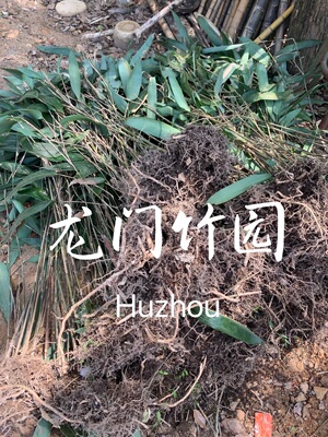 箬竹庭院绿化四季常绿植物