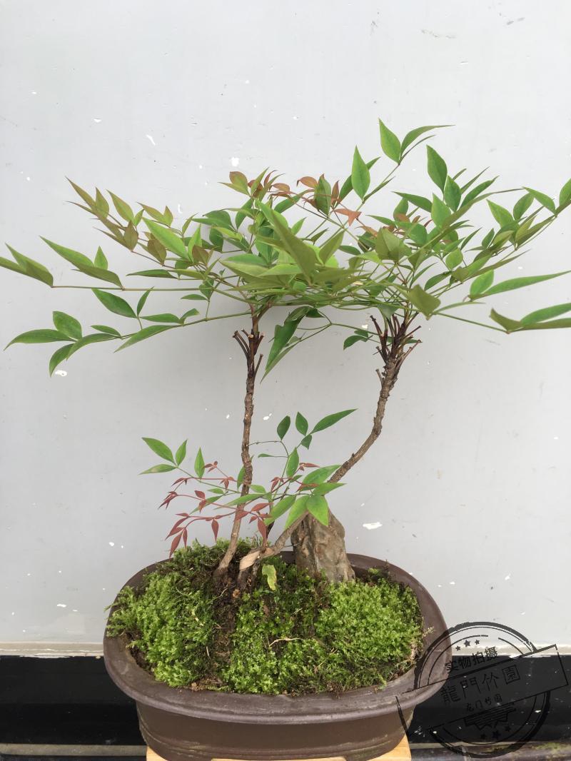 南天竹苗庭院花卉盆景植物秋