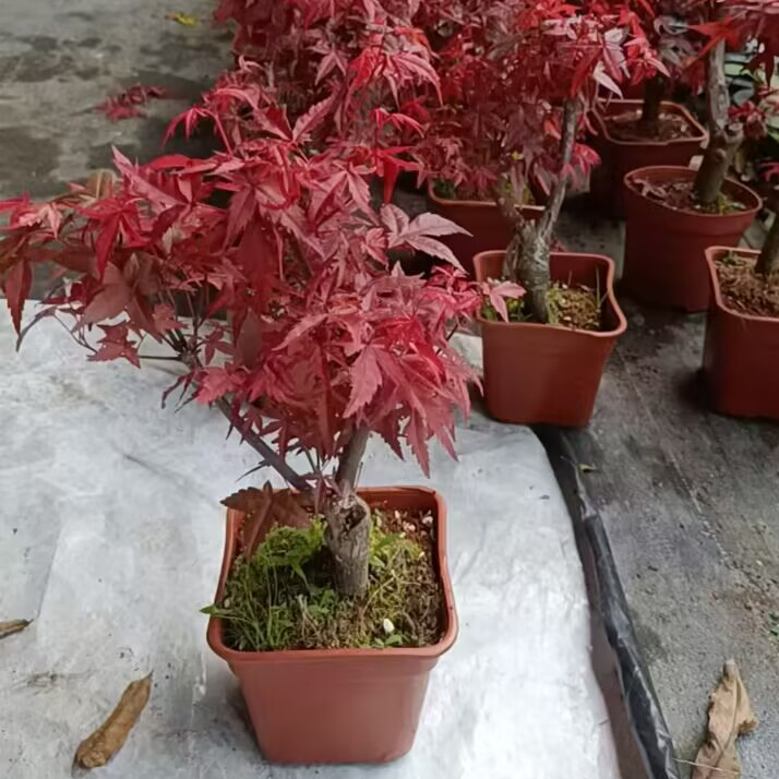 精品方盆红枫舞姬矮霸枫叶枫树
