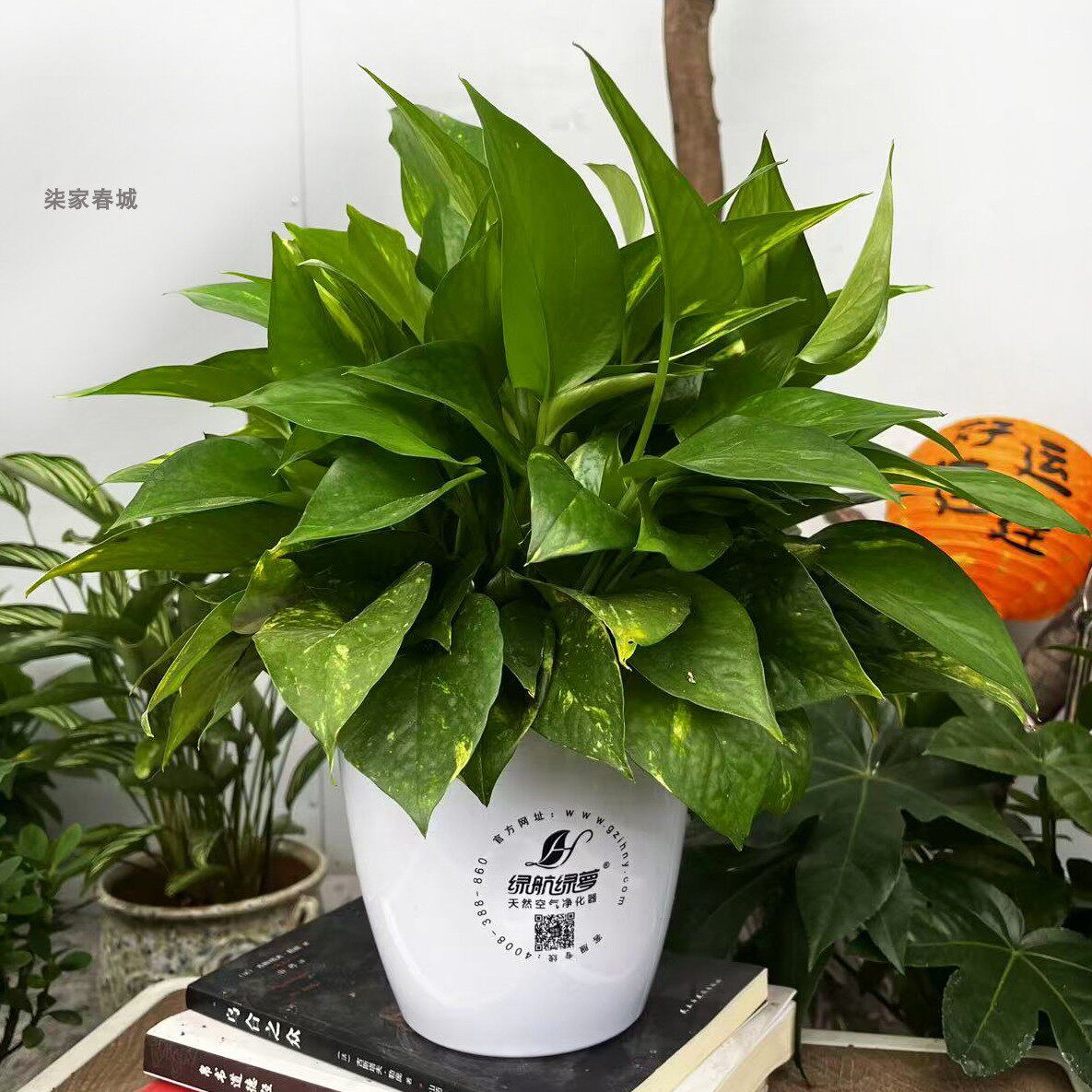 绿航花叶大叶绿萝轻奢白色盆水培盆栽办公室植物室内除甲醛绿植