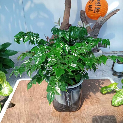 U型水培幸福树绿宝平安茂密绿植办公室盆栽好养植物四季常青