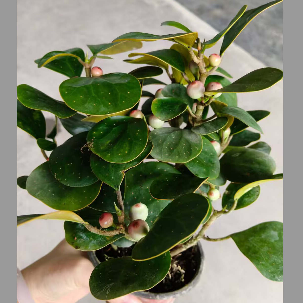 带果绿植小盼菩提树盆栽禅意植物