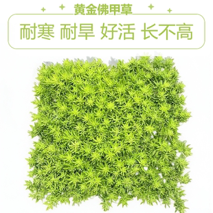 黄金佛甲草多年生四季常绿屋顶庭院草坪绿化耐寒耐旱金叶中华景天