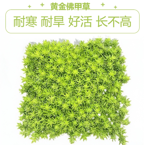 佛甲草黄金万年草苗地被植物常青