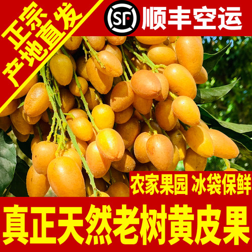 黄皮果新鲜顺丰空运包邮广东深圳南山时令高端孕妇水果农家黄皮果