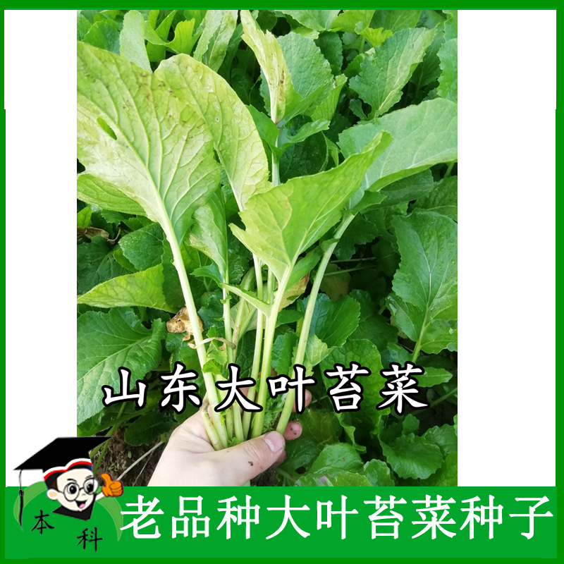 山东老品种苔菜种子青菜种子种孑春秋季南方阳台可越冬蔬菜种籽