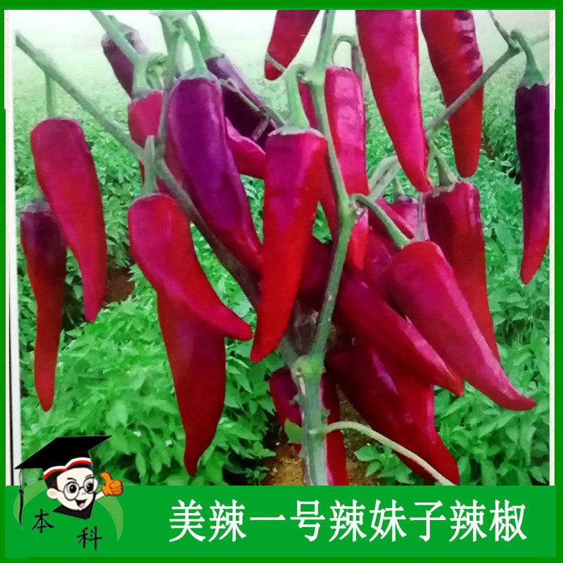 一串红辣妹子种籽辣椒种子干辣椒种籽春季种孑蔬菜种籽秋季苗子