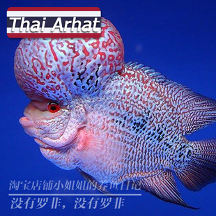 罗汉鱼泰国进口亚成爆头鸿运马骝金花满银鱼苗热带鱼活体观赏鱼