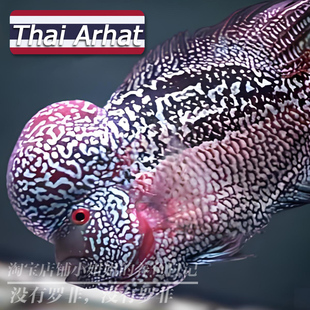 罗汉鱼泰国进口亚成爆头鸿运马骝金花满银鱼苗热带鱼活体观赏鱼