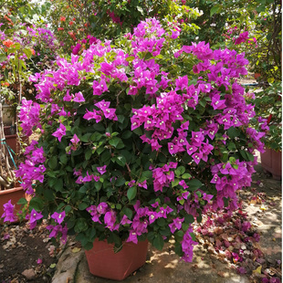 可开花 三角梅树桩盆栽老桩爬藤植物阳台花卉绿植一桩一拍盆景四季