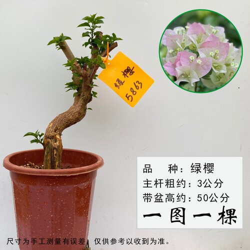 三角梅原生老桩庭院阳台好养勤花
