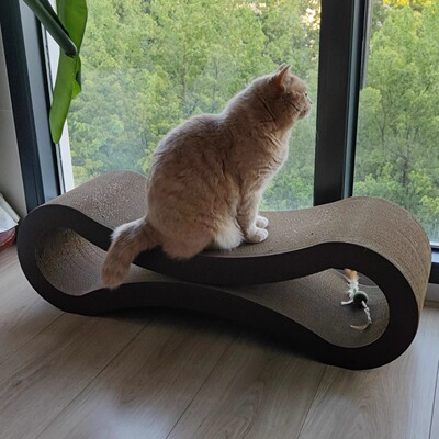 正版:petfusion八字猫抓板  模切bb楞 3.6kg 无logo 德邦送货上门