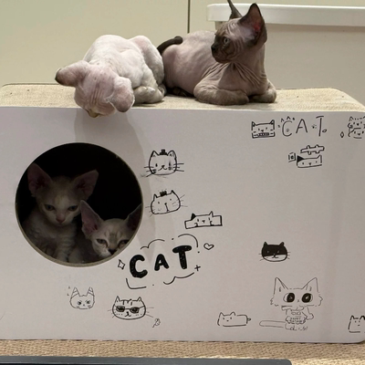 petfusion工厂:隧道猫抓板 瓦楞纸 线锯bb楞 50*27*30cm 顺丰