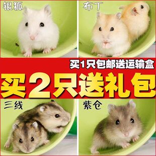 可爱小仓鼠活物笼子珍珠熊银狐布丁三线紫仓宝宝宠物鼠健康发货