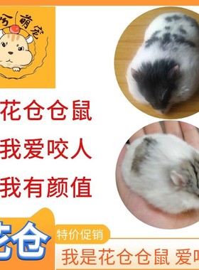 仓鼠活体宠物宝宝布丁银狐