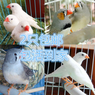 鹦鹉活鸟观赏小鸟活体宠物鸟云斑蛋白石文鸟珍珠手养雏鸟包活包邮