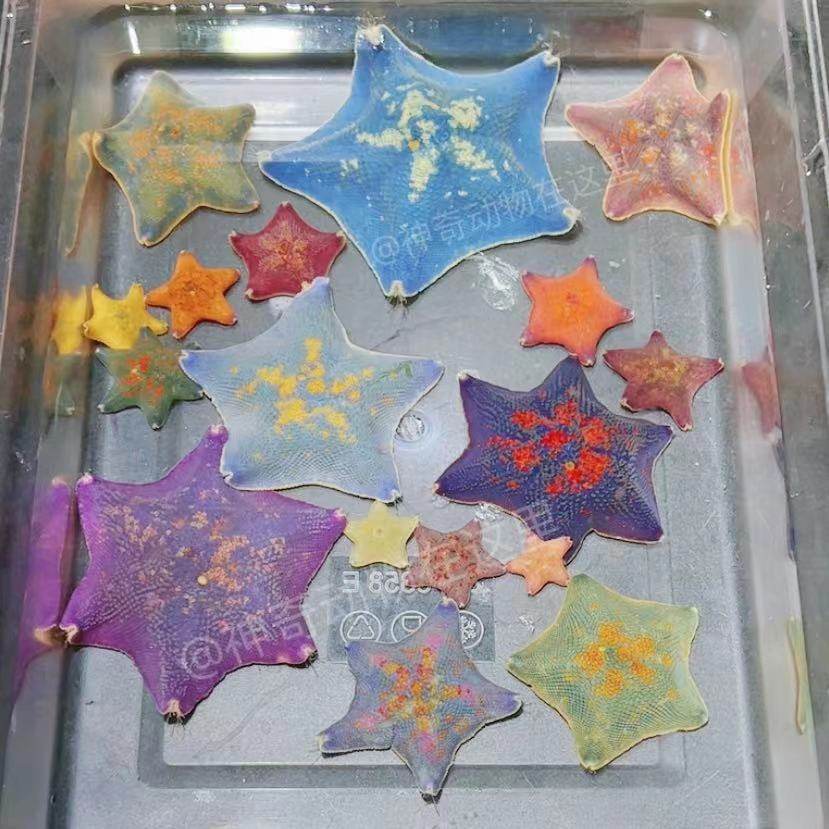包邮好养海星活体派大星海盐好养办公室宿舍小宠物
