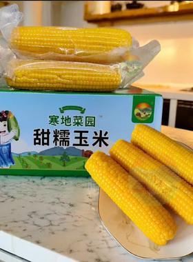 当季黑龙江东北糯玉米黄糯粘黏非转基因早餐真空苞米粗粮粘玉米棒