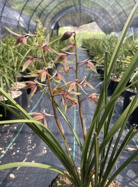 2023年惠兰新货朱金彩花红色兰花3月底开花香漂亮美观出彩2到3苗