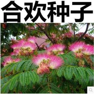 新采合欢种子 合欢树种子红花合欢 山合欢种子 金合欢银合欢包邮