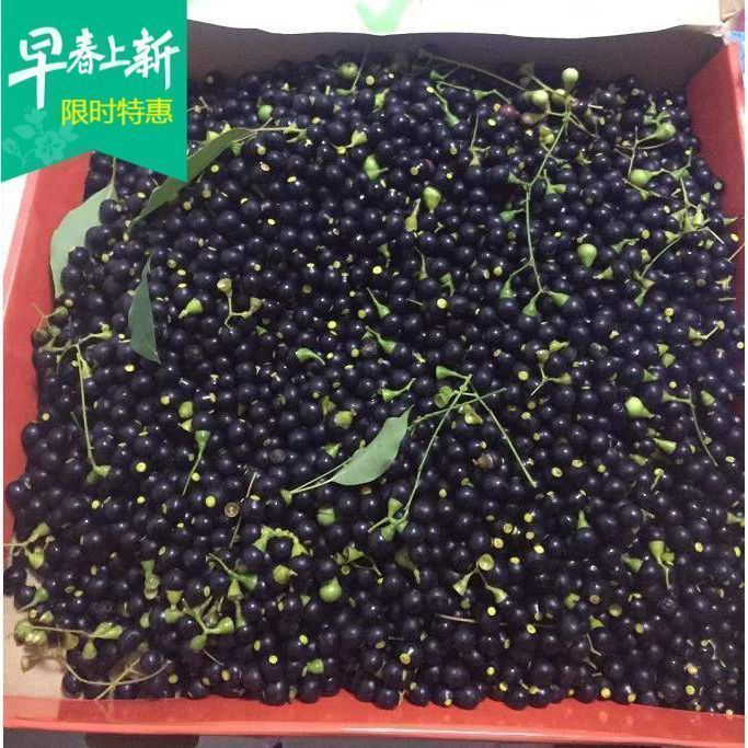 香樟种子大小叶樟树籽种四季青树种油樟树可榨油绿化行道小苗