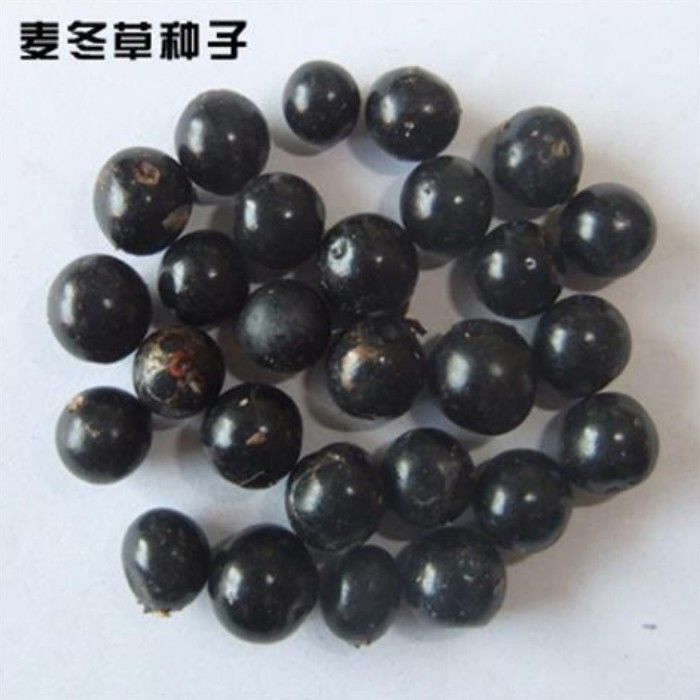 销售麦冬草种子 玉龙草种子 金边麦冬 草籽 日本矮麦冬种子