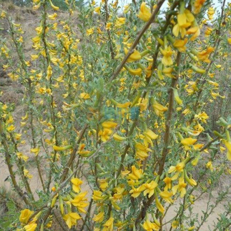 柠条种子锦鸡儿白柠条树苗籽沙地荒漠西北黄花植物草防沙宁夏固沙
