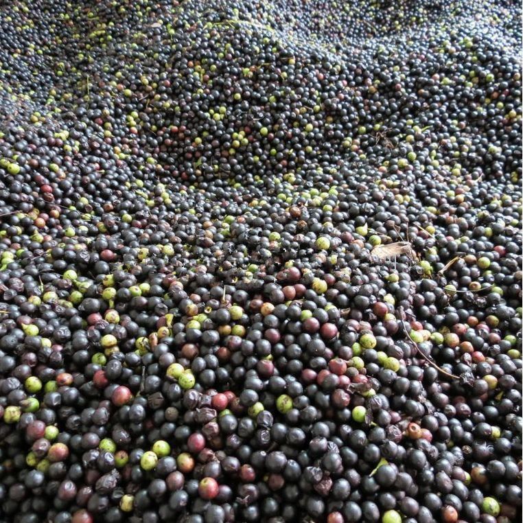 新采香樟种子 樟树籽 小叶香樟种子大叶香樟种子 油樟 油樟树种子