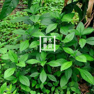 南板蓝根种子 马蓝大青叶 茎叶可制蓝靛蓝色天然植物染料中草药材