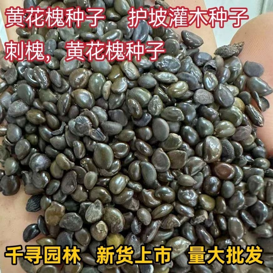 新采黄花槐种子园林绿化固土护坡行道树四季观赏工程护边灌木种籽