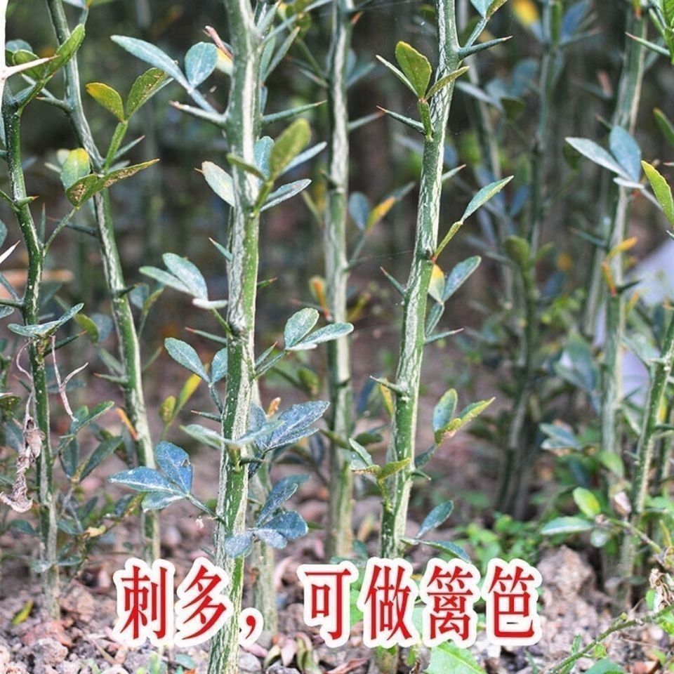 铁篱笆种子围墙刺树种子 枸橘种子 枳壳种子 带刺树种子 鸟不站
