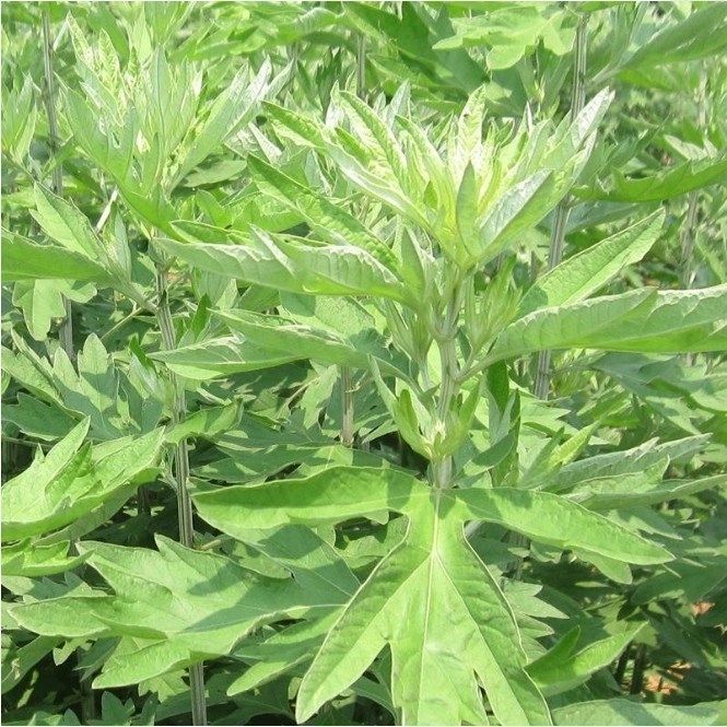 药用艾草艾叶种籽 艾绒蕲艾植物大叶艾草种子野生艾草苗五月艾籽