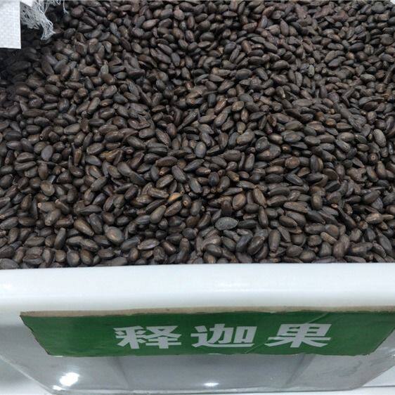 番荔枝种子 释迦果种子 樟林林檎 嫁接凤梨释迦的粘木种子