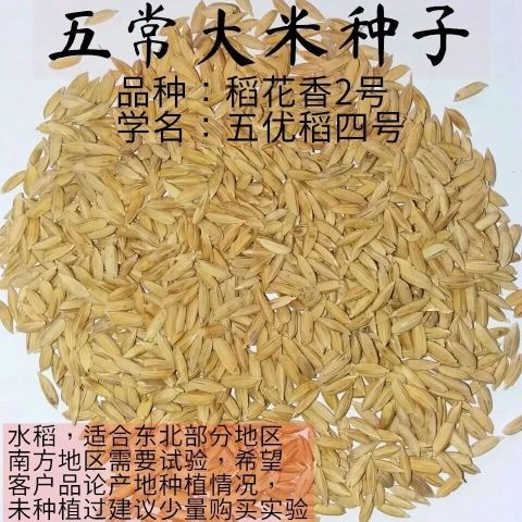 正宗五常稻花香2二号大米水稻种子东北黑龙江五优稻4四号满百包邮