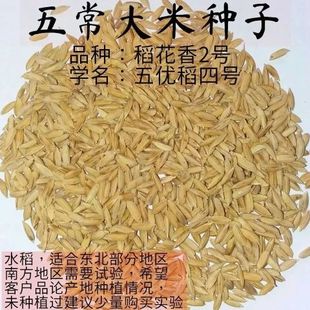 正宗五常稻花香2二号大米水稻种子东北黑龙江五优稻4四号满百包邮
