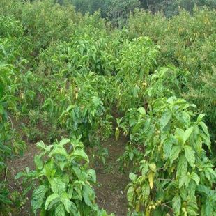 药材种子 千斤拔种子小叶千斤拔种子大叶千金拔种子盆栽庭院种植