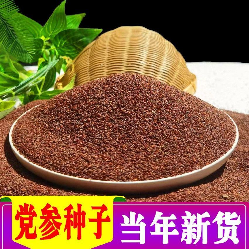 党参种子新货药材当籽种
