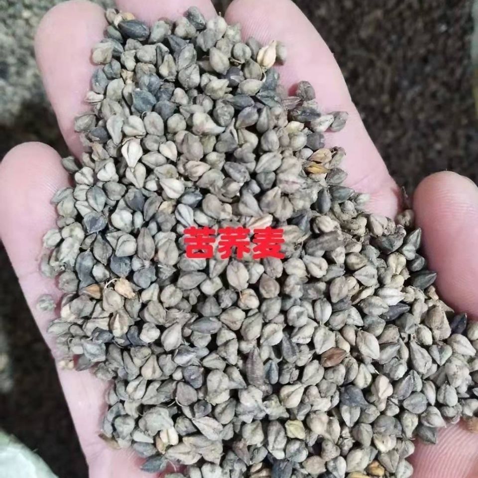 正宗苦荞苦荞麦种子散装优质农作物苦荞麦种子杂粮种子南北方种植