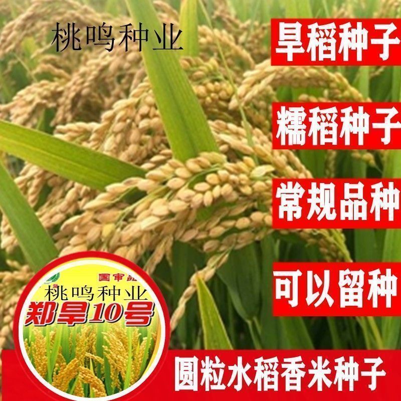 旱稻种子旱地山地圆粒稻谷种糯稻水稻种子郑旱10号南粳圆粒常规种