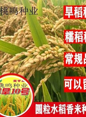 旱稻种子旱地山地圆粒稻谷种糯稻水稻种子郑旱10号南粳圆粒常规种