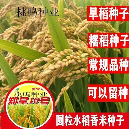旱稻种子旱地山地圆粒稻谷种糯稻水稻种子郑旱10号南粳圆粒常规种