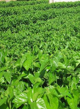 大叶蚕桑种子 强桑一号 养蚕喂蚕桑叶树种子 农桑14号 饲料桑葚籽