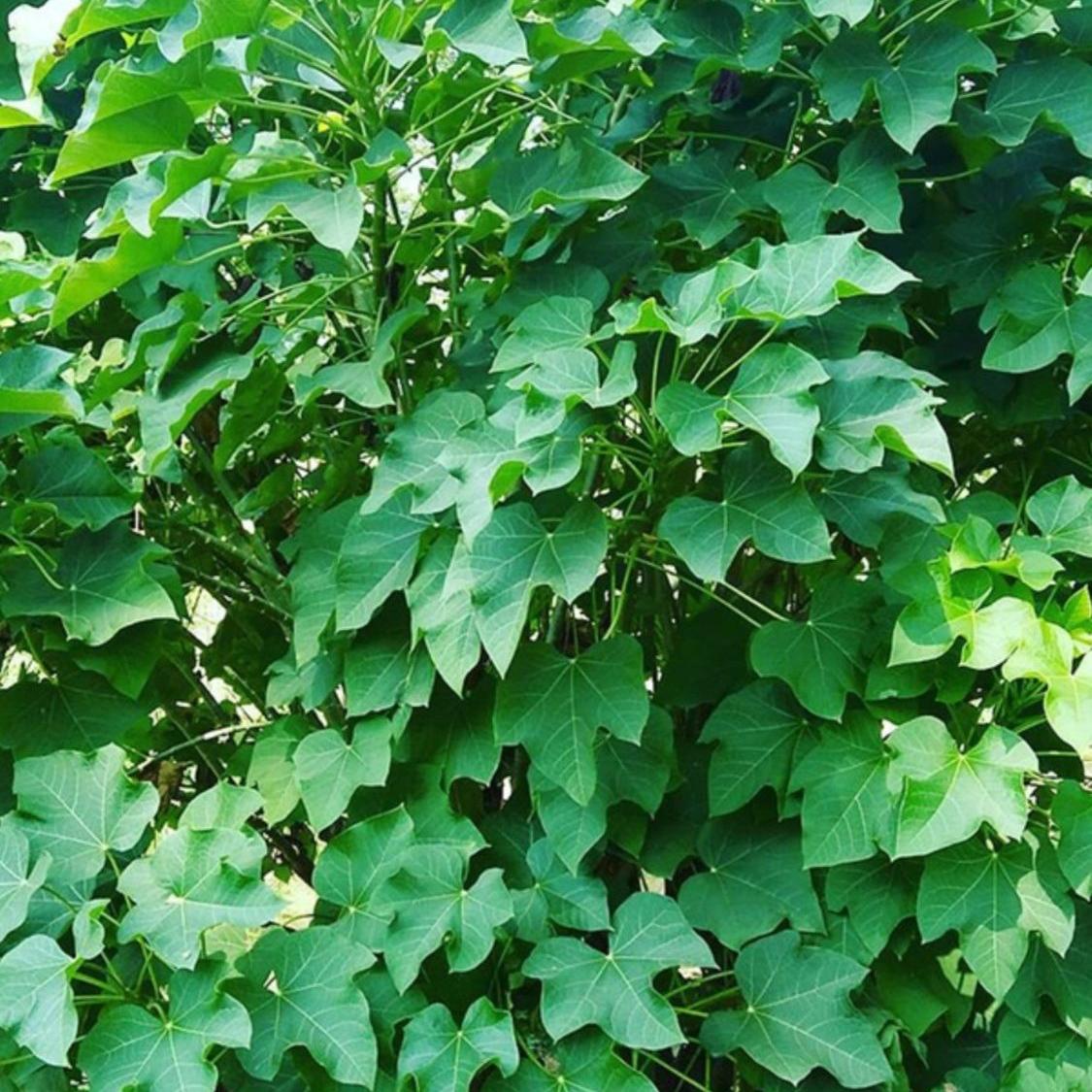 麻风树种子一斤多年生四