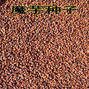 正宗高成活白魔芋种籽高产一代种子四季种植苗脱水消毒花魔芋种子